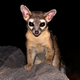 Illustration for article titled Why This Critter Was The Must-Have Pet For Gold Miners
